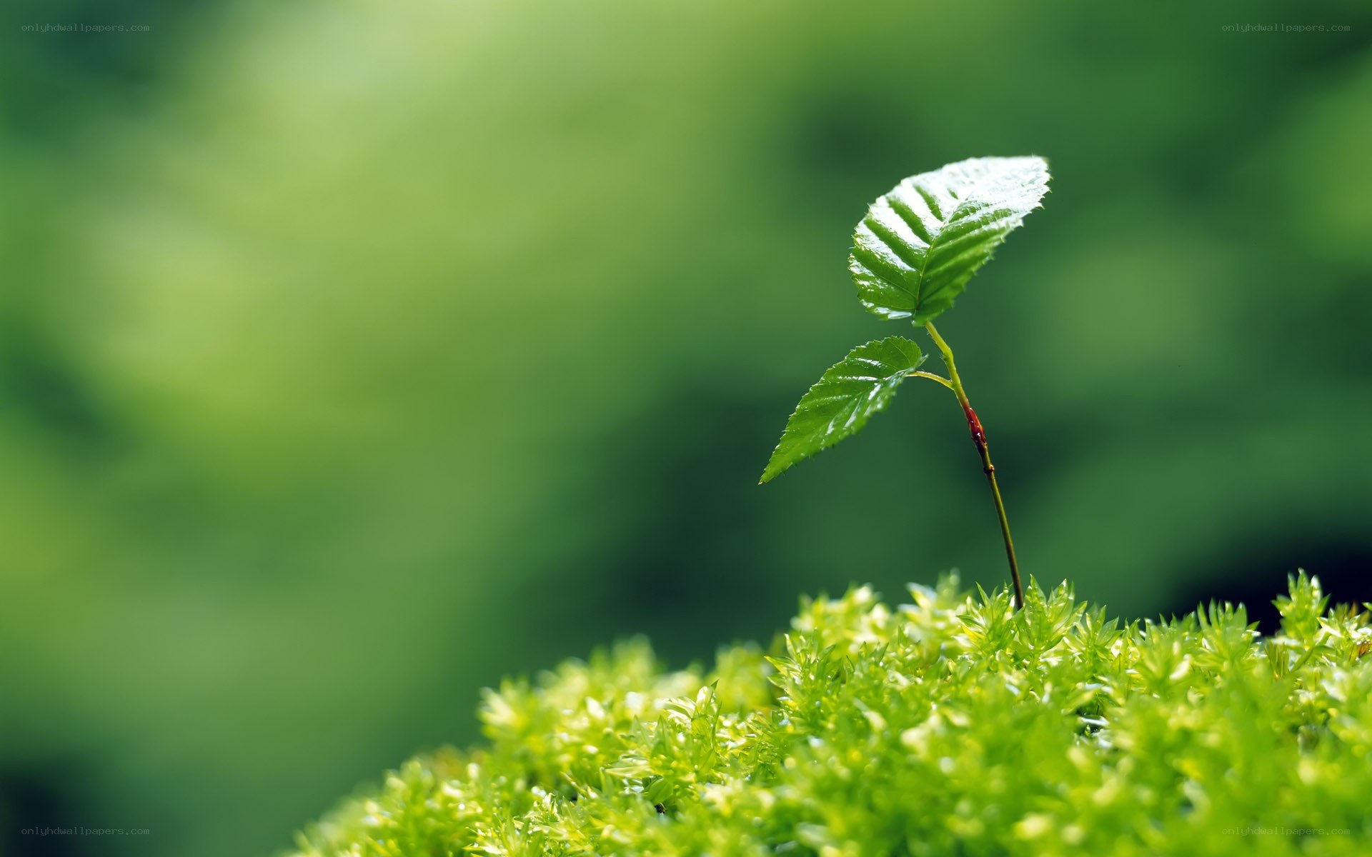 Young plant sprouting from moss