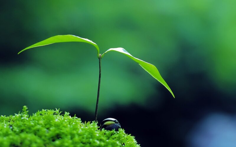Young plant sprouting from moss