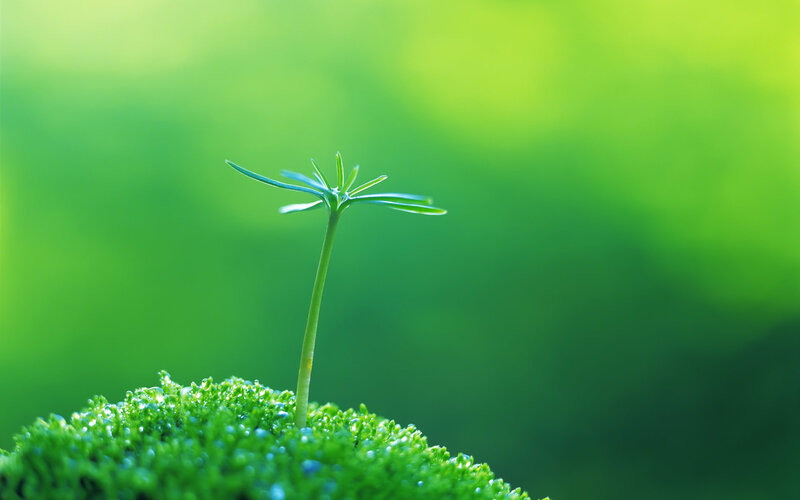 Young plant sprouting from moss
