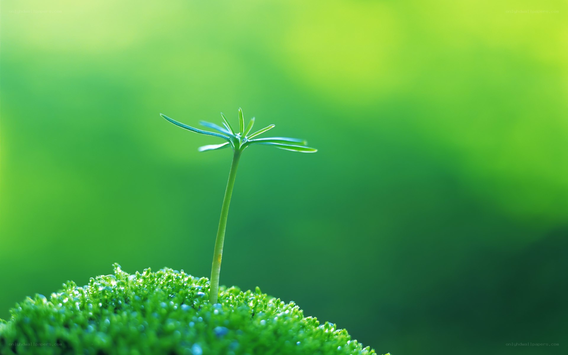 Young plant sprouting from moss