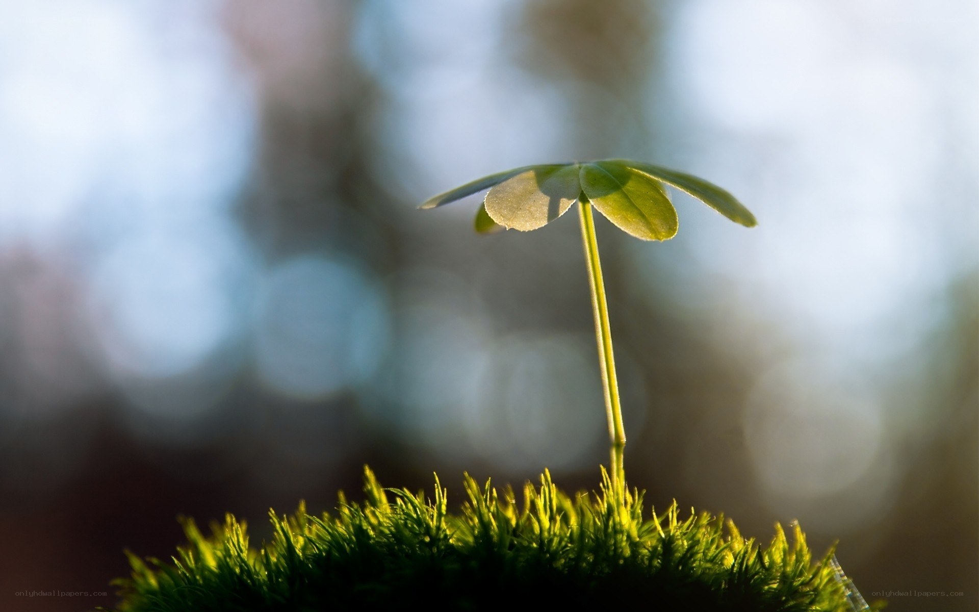 Young plant sprouting from moss