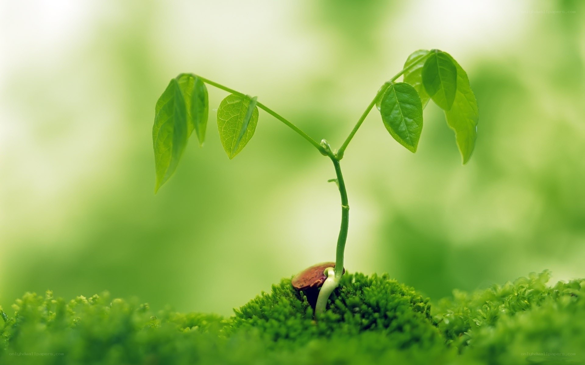 Young plant sprouting from moss