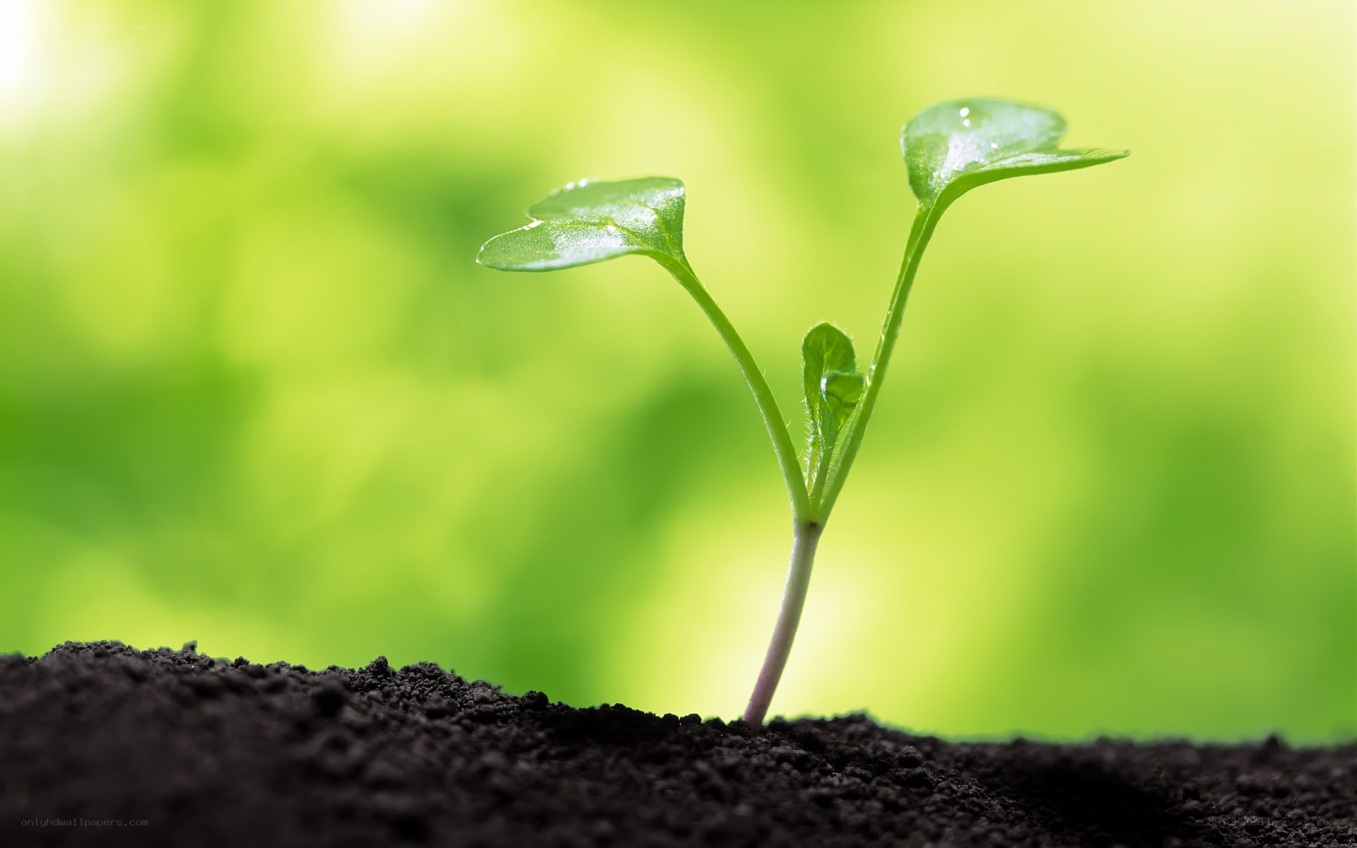 Young plant sprouting from soil