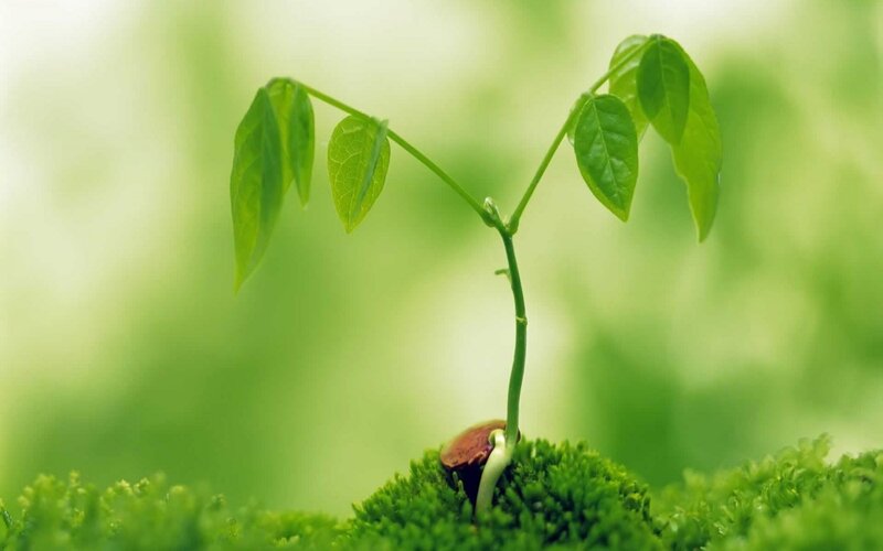 Young plant sprouting from soil