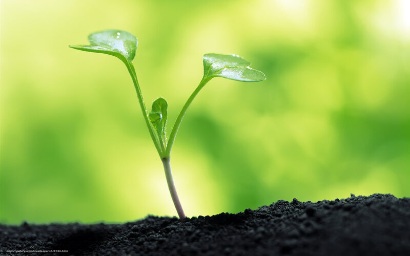 Young plant sprouting from soil