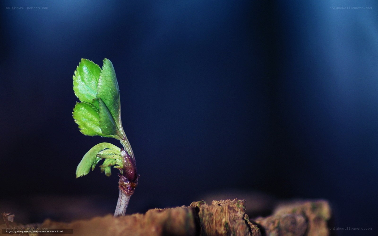 Young plant sprouting from wood