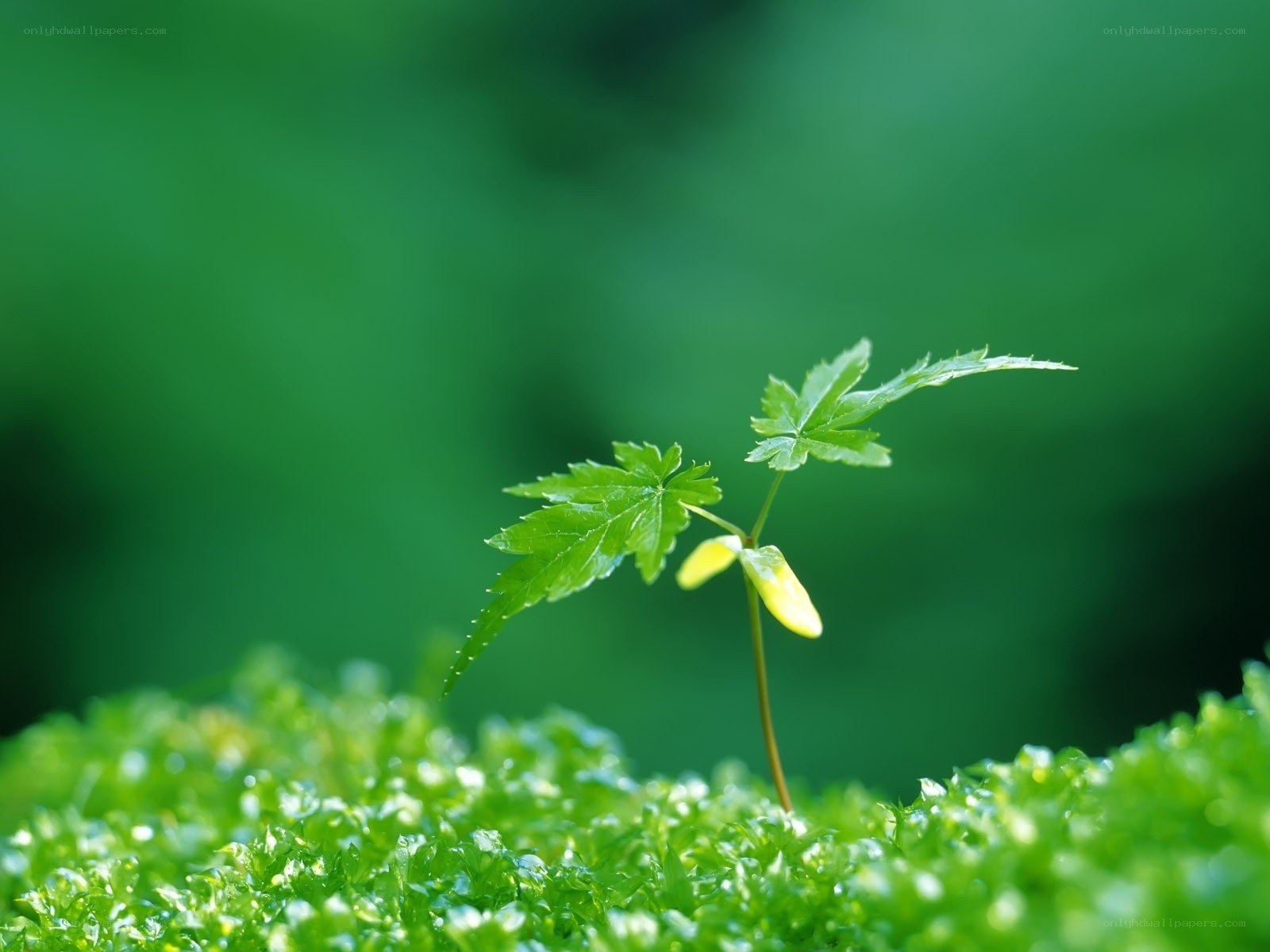 Young plant sprouting in moss