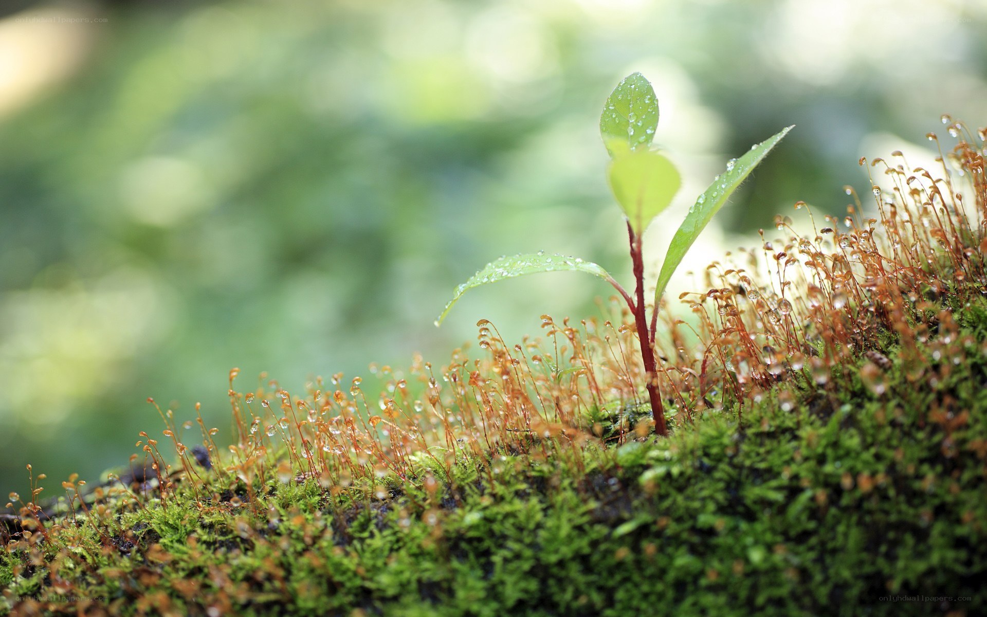 Young plant sprouting in moss
