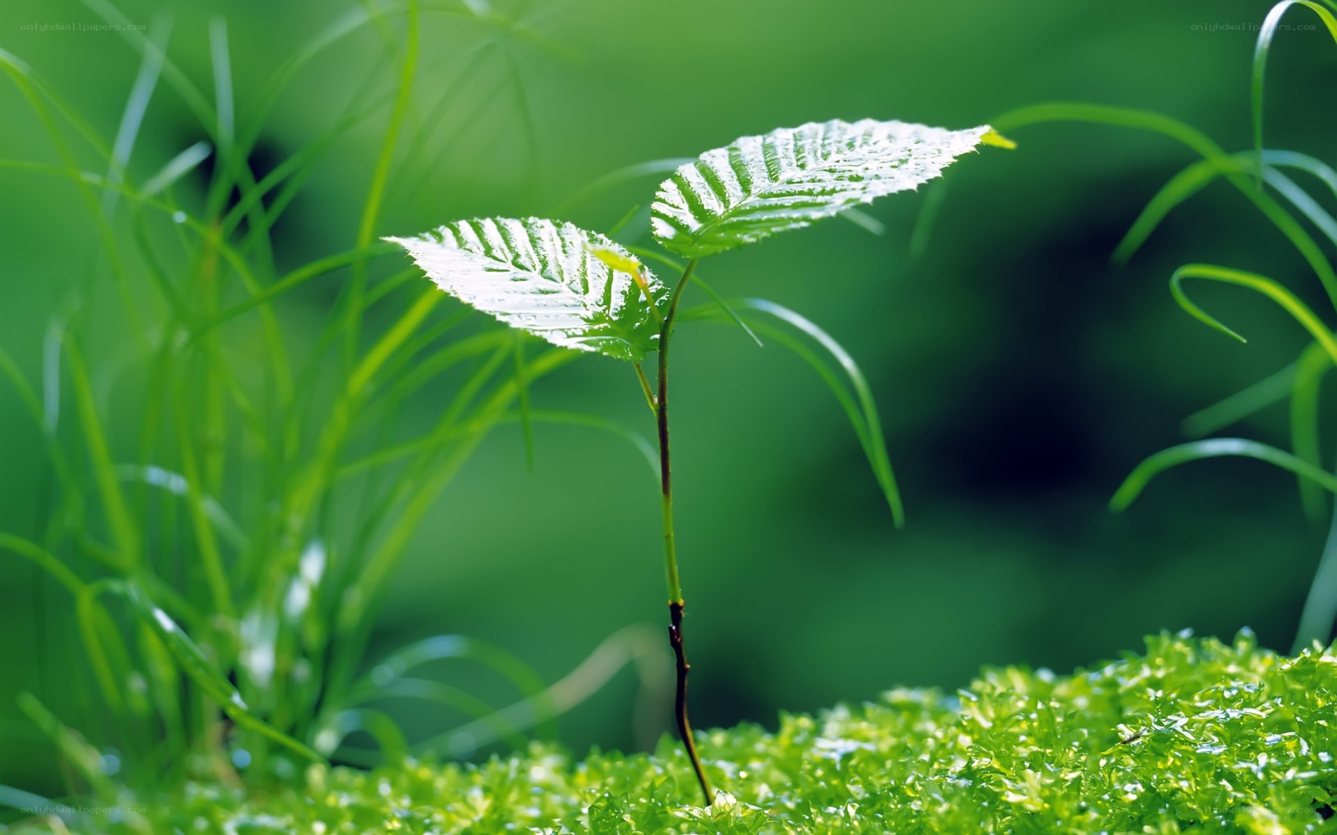 Young plant sprouting in moss