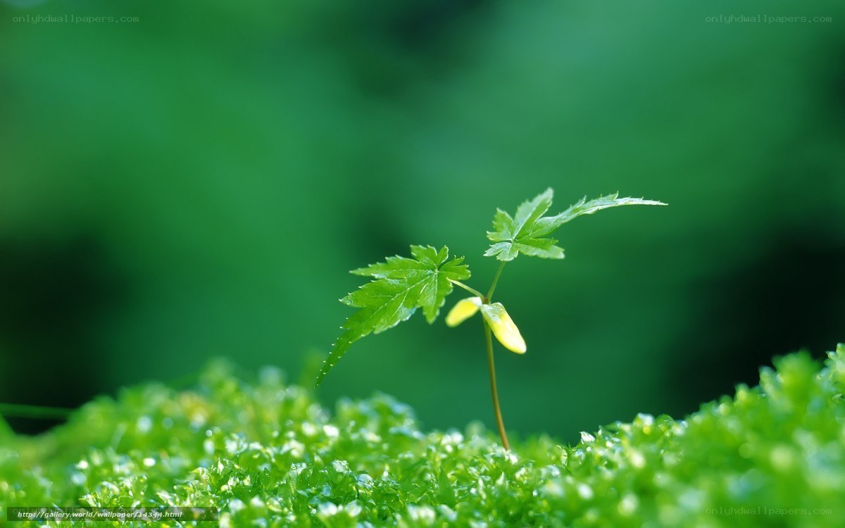 Young plant sprouting in moss
