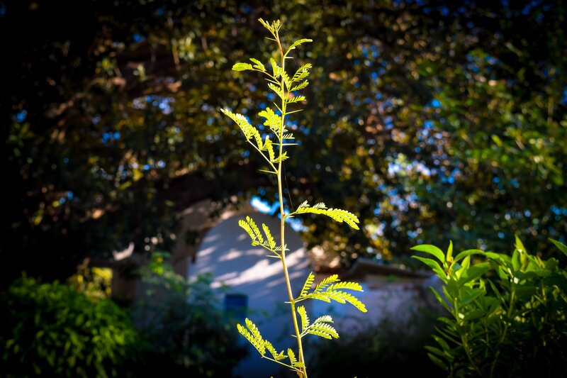 Young Plant Stem
