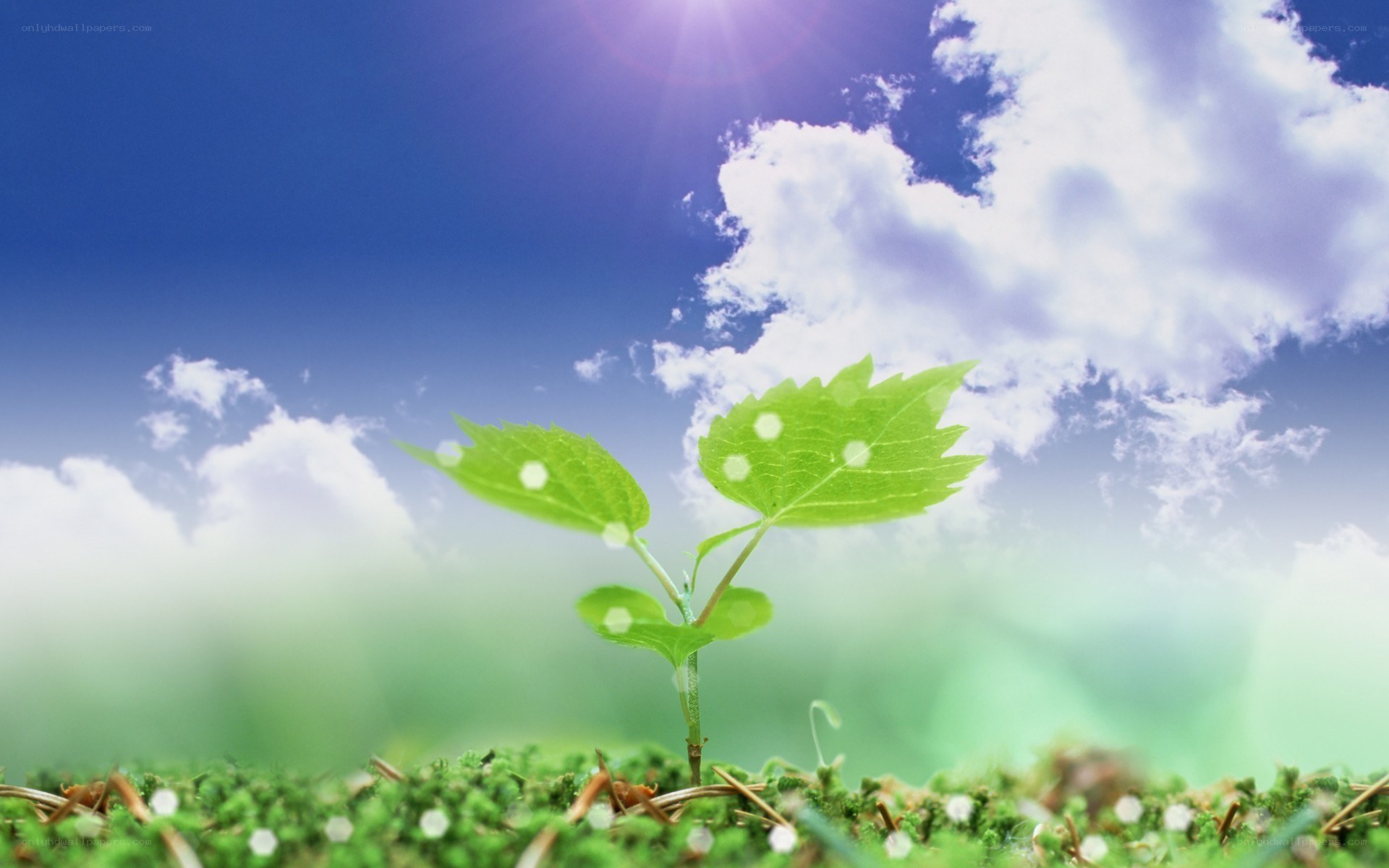 Young plant under sunny sky
