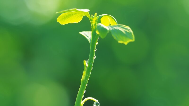 Young plant with dew drops