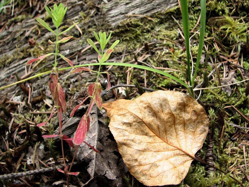 Young Plant with Dried Leaf