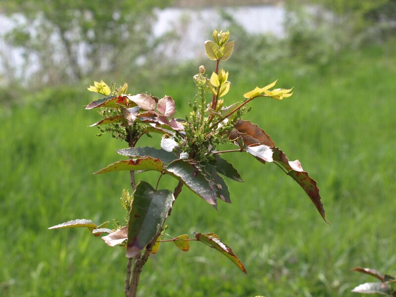 Young Plant with New Leaves