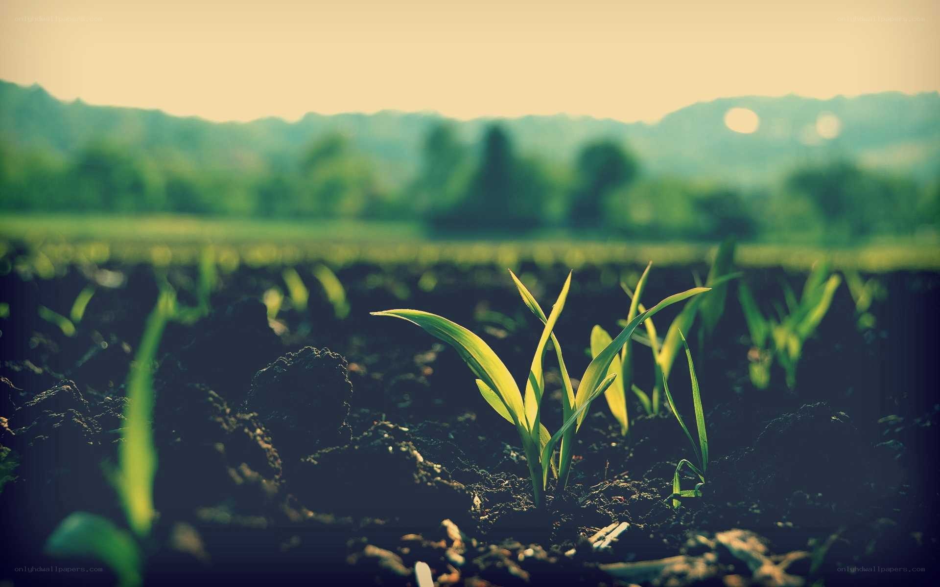 Young plants in a field