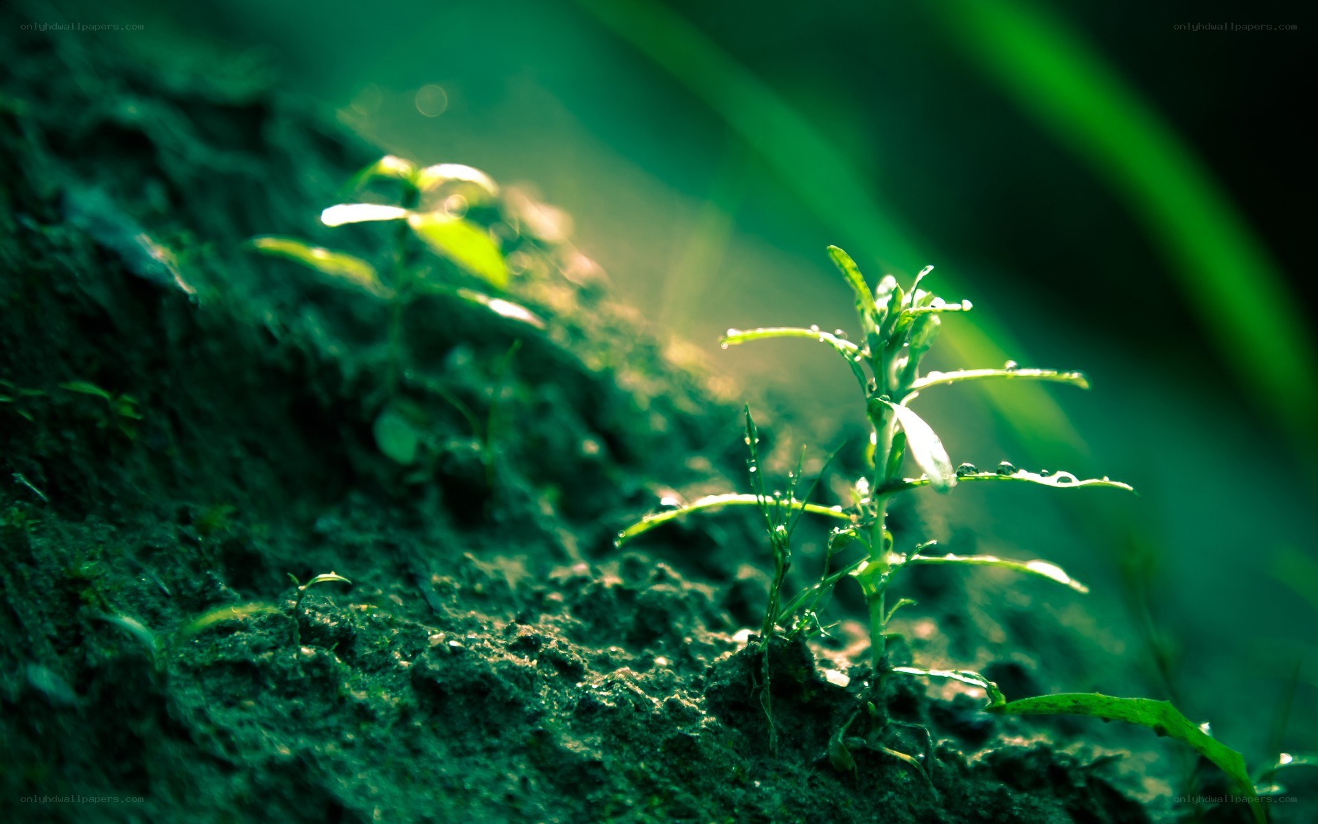 Young plants in damp soil