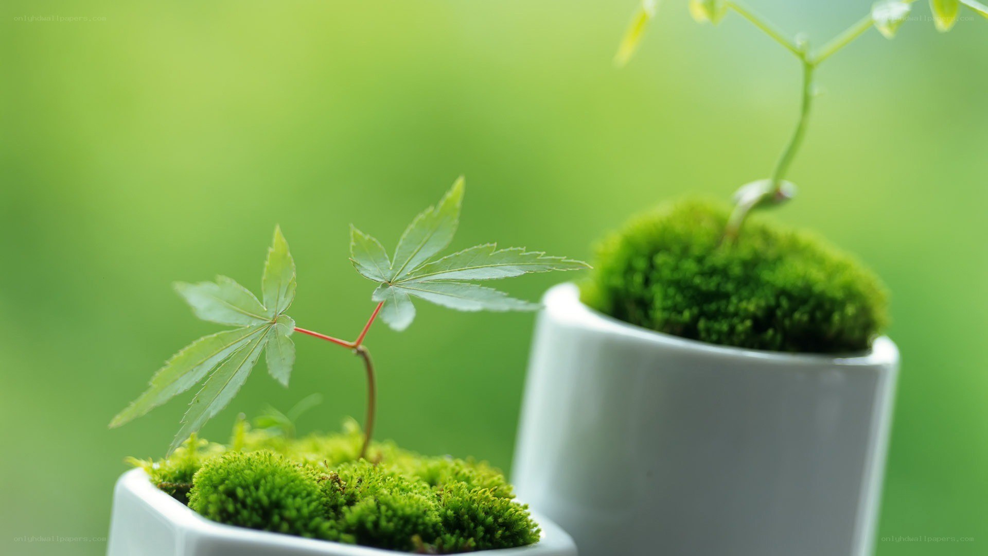 Young plants in moss pots
