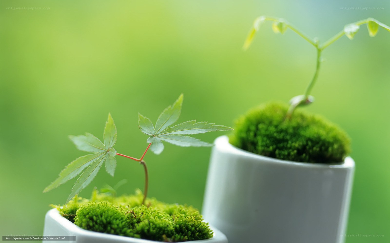 Young plants in moss pots