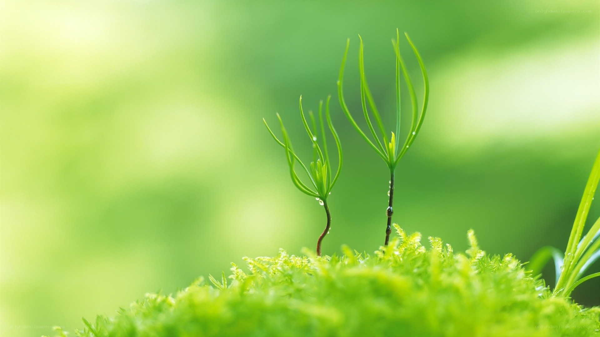 Young plants in moss