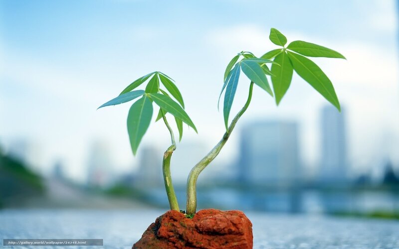 Young plants in urban setting
