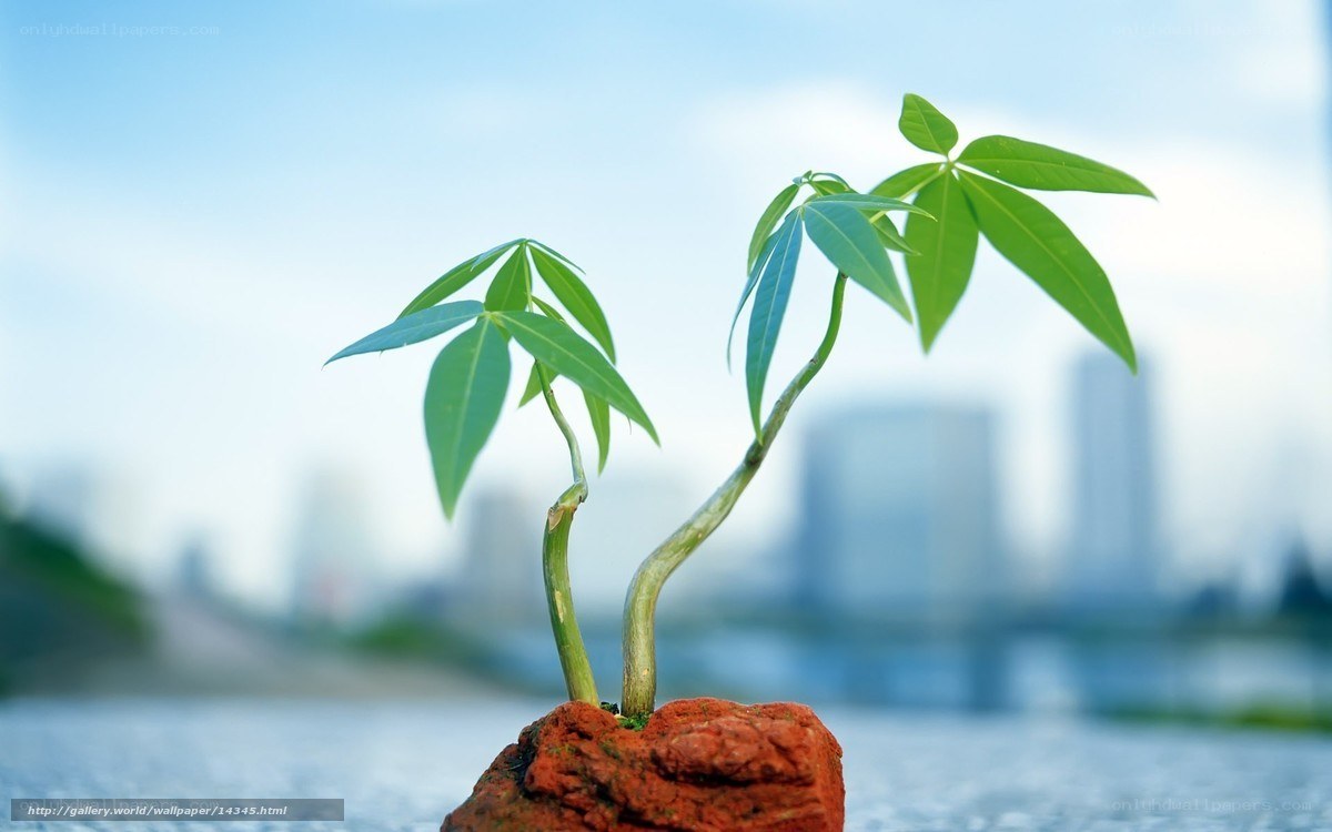 Young plants in urban setting