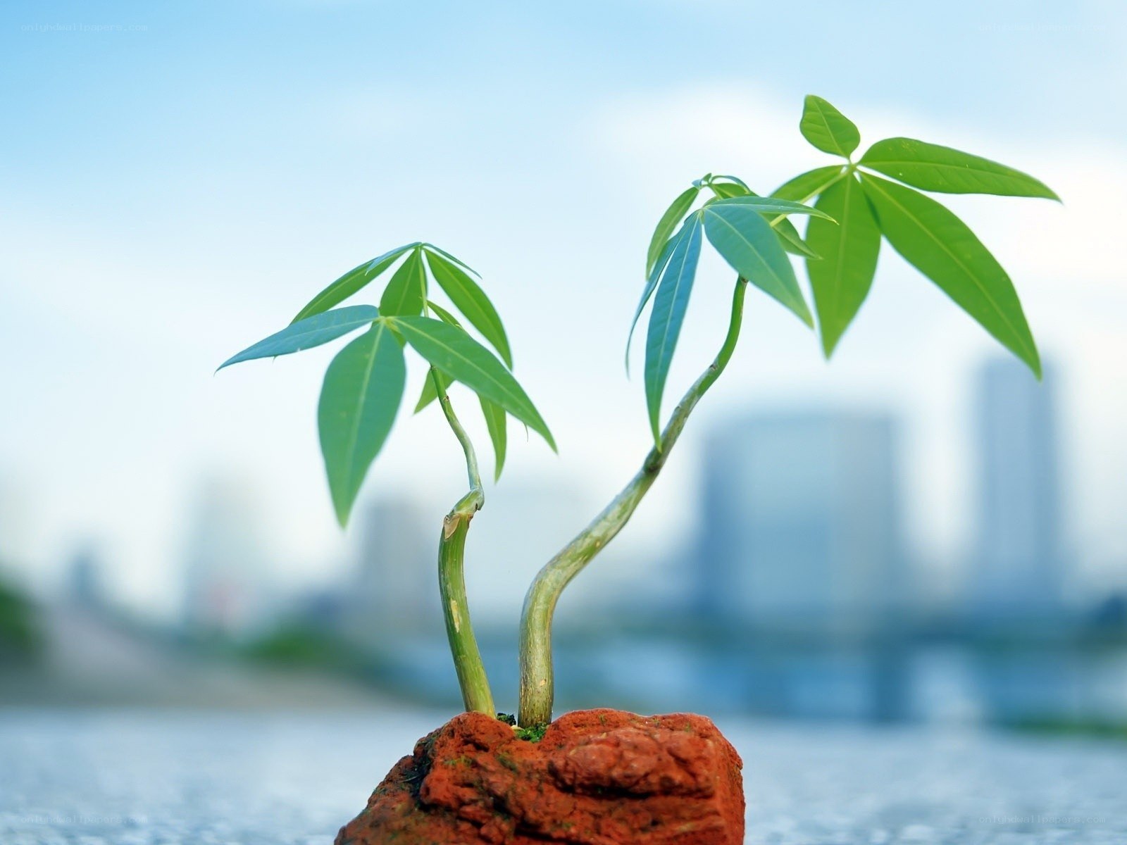 Young plants on a rock