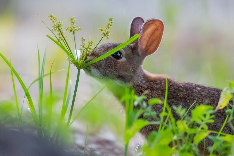 Young Rabbit Eating Grass