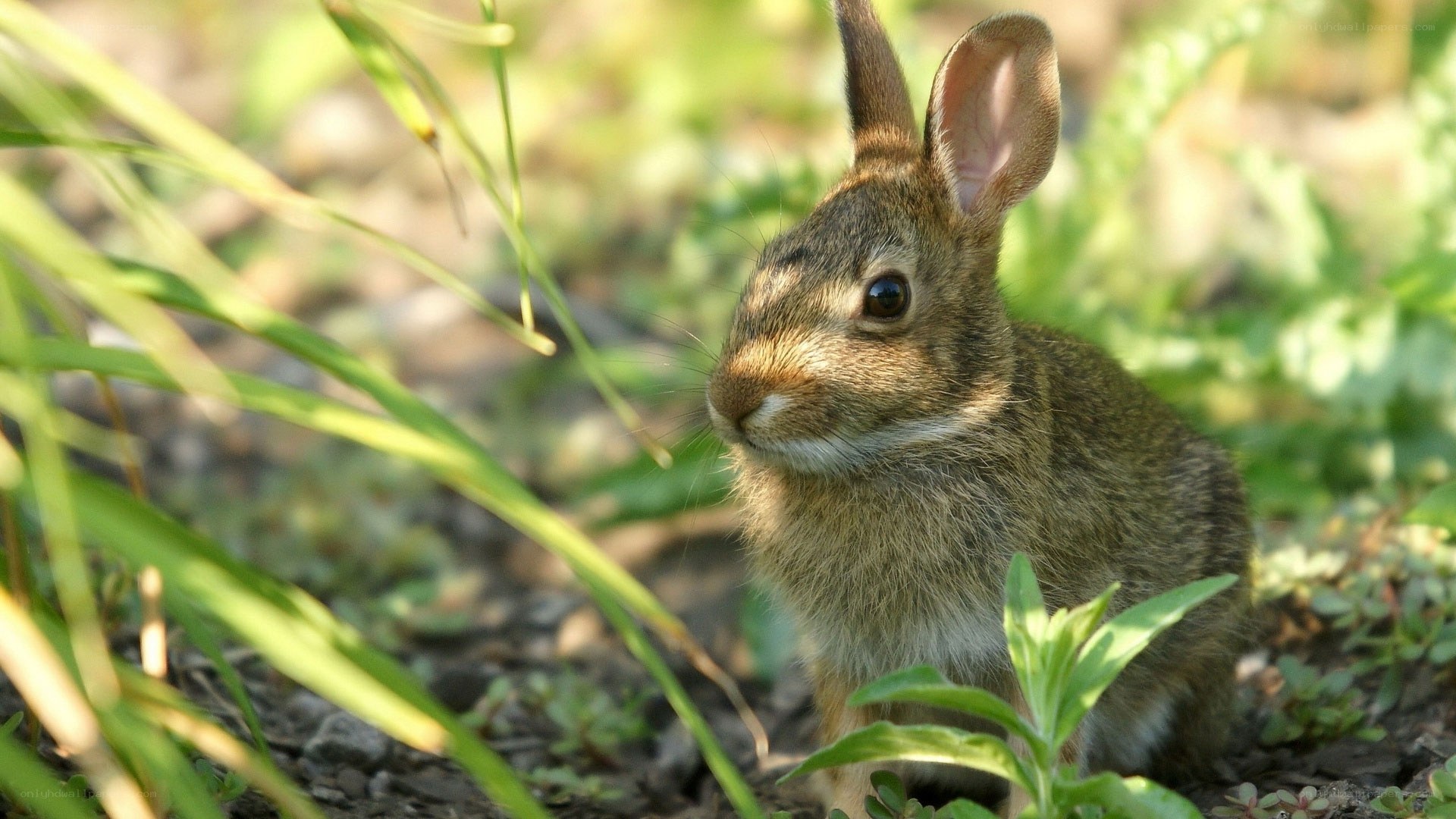 Young rabbit in grass