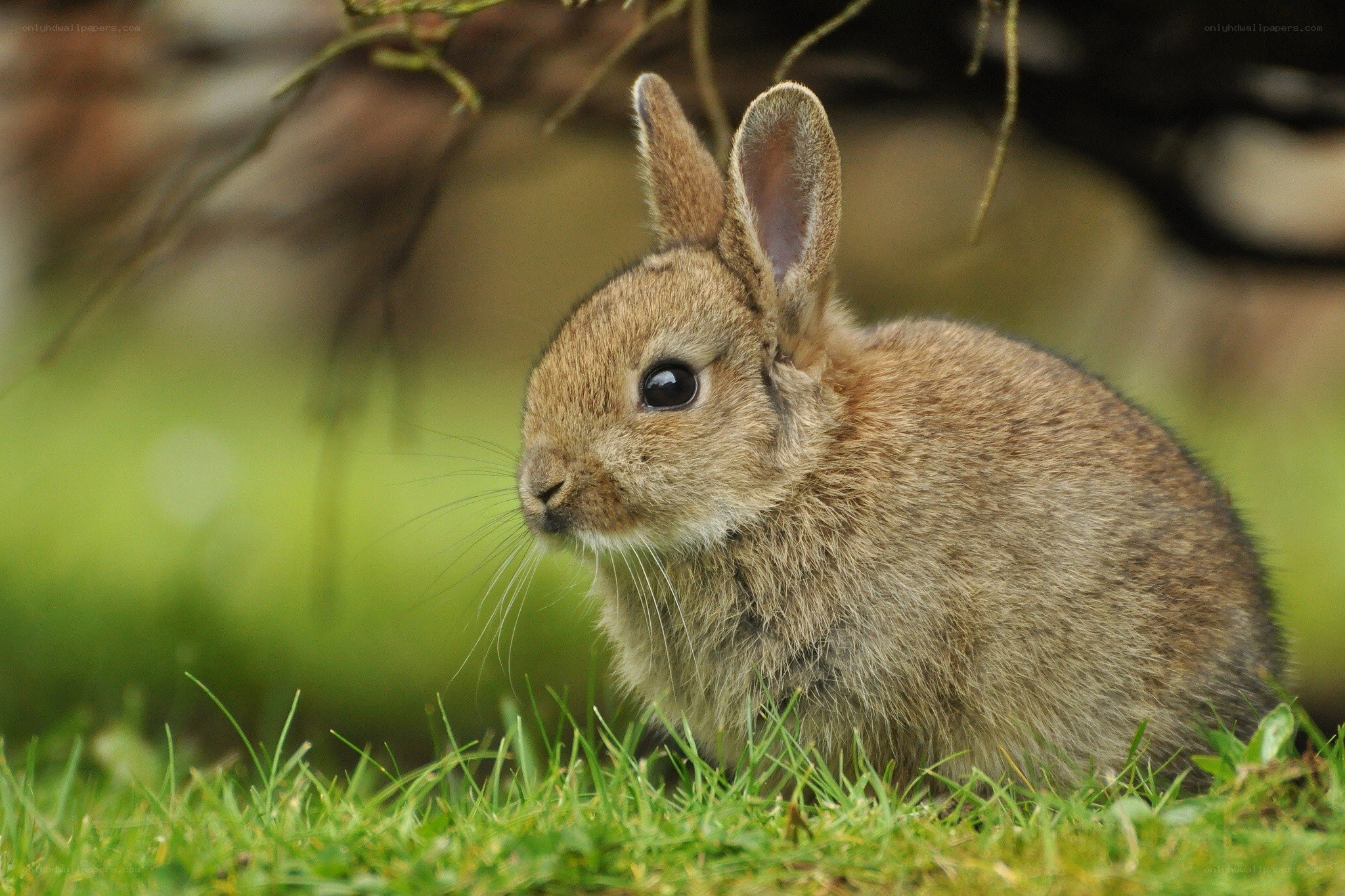 young rabbit in grass