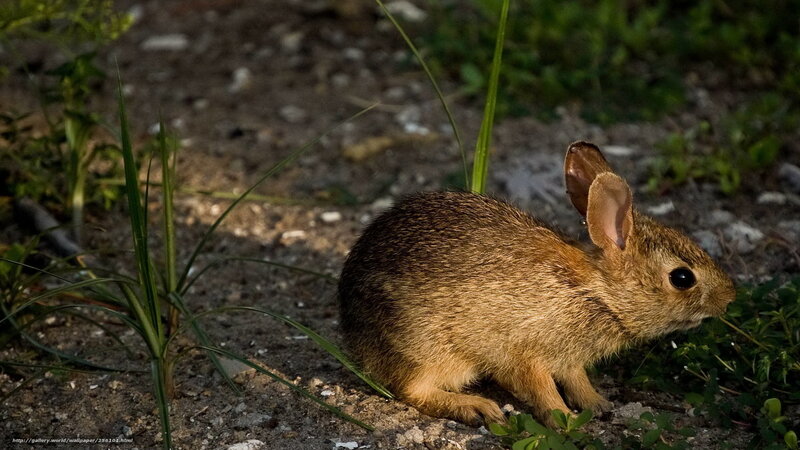 Young Rabbit in Grass — Brown, Calm