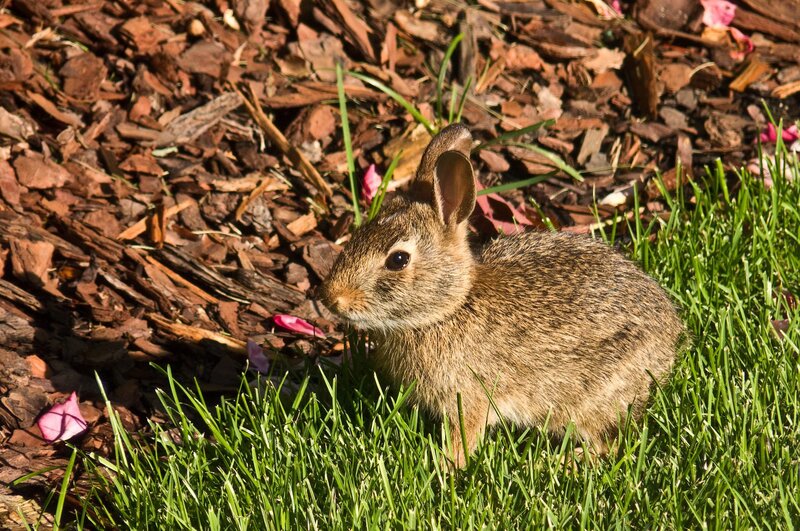 Young Rabbit in Grass — Green, Calm, Afternoon, Photograph, Mulch