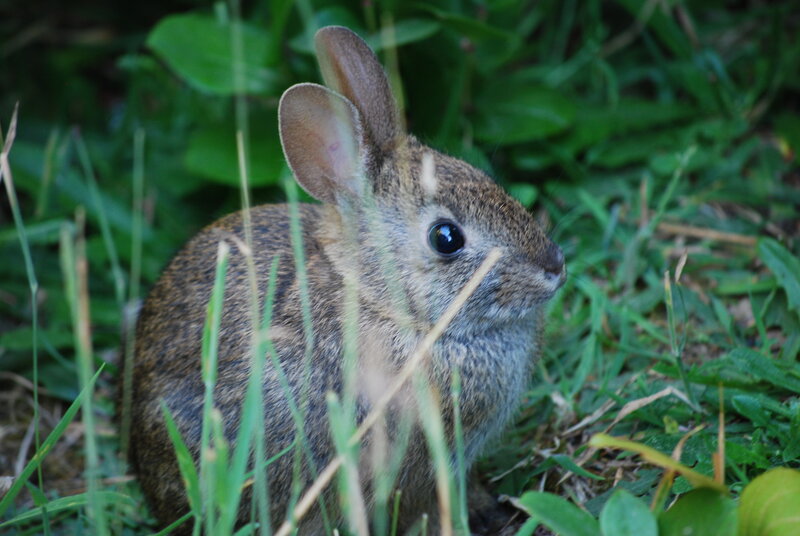 Young Rabbit in Grass — Green, Calm, Afternoon