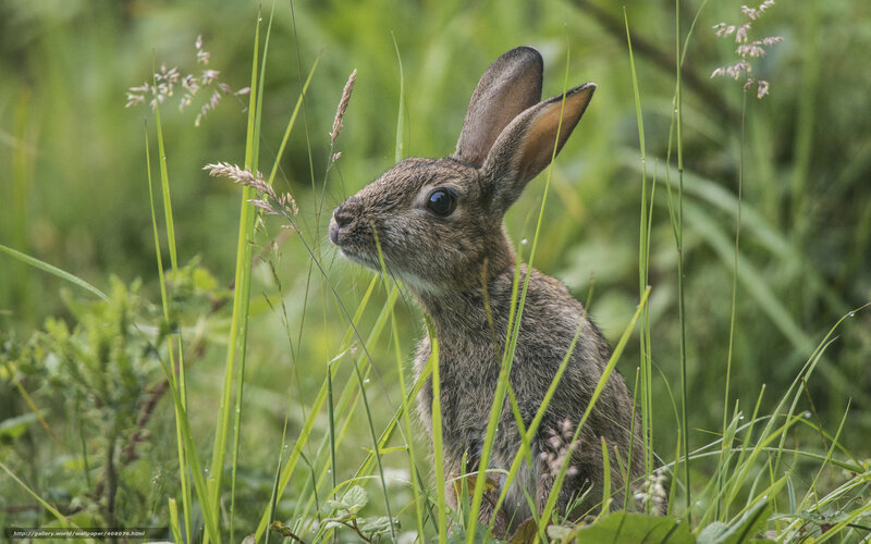 Young Rabbit in Grass — Green, Calm, Morning