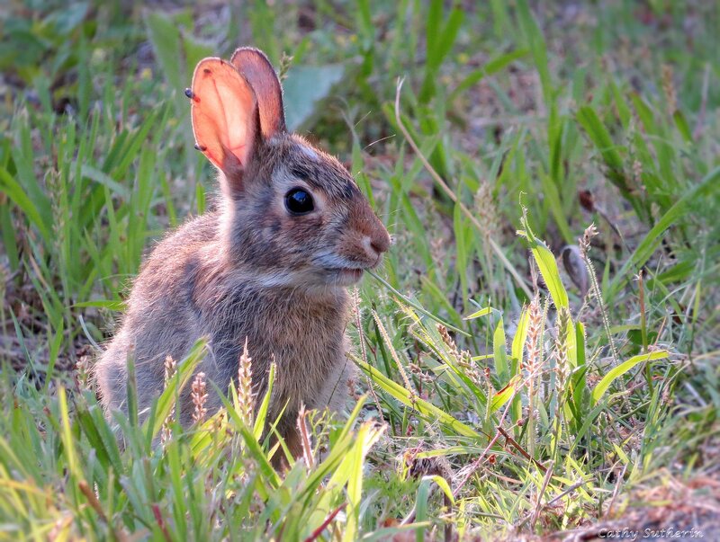 Young Rabbit in Grass — Green, Calm, Sunset