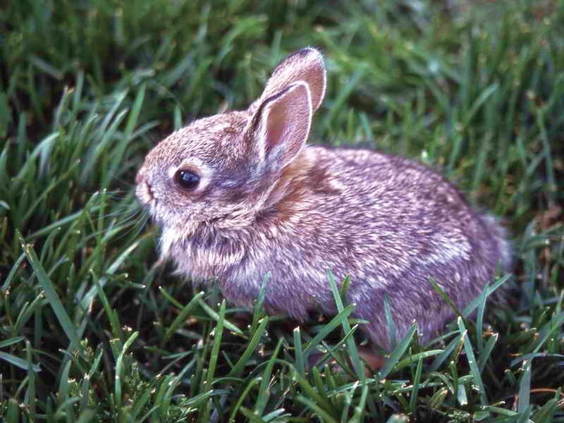 Young Rabbit in Grass — Green, Calm