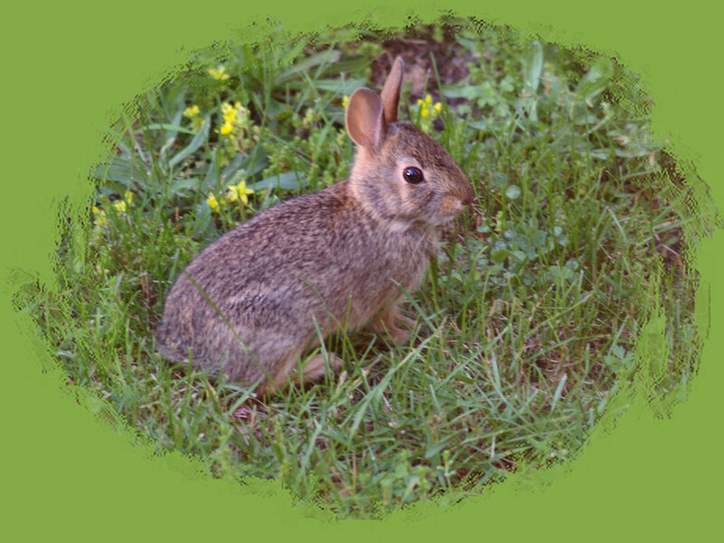 Young Rabbit in Grass — Green