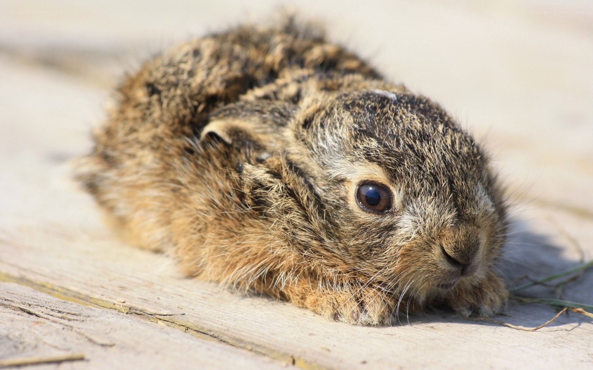 young rabbit on wooden surface