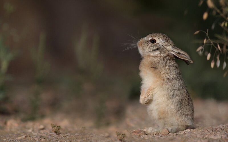 Young Rabbit Standing — Brown, Curious