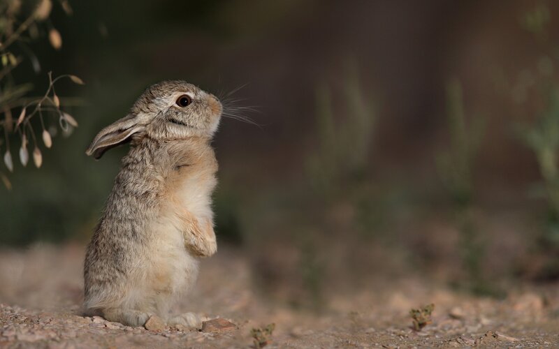 Young Rabbit Standing — Brown
