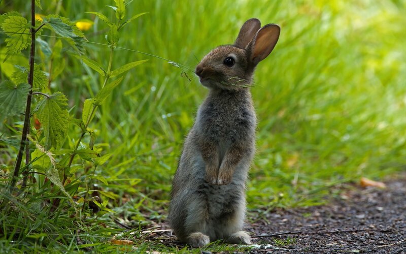 Young Rabbit Standing