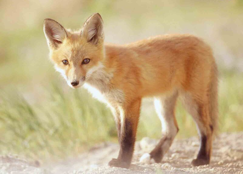 young red fox in grass