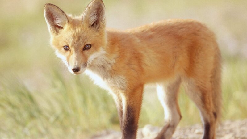 young red fox in grass