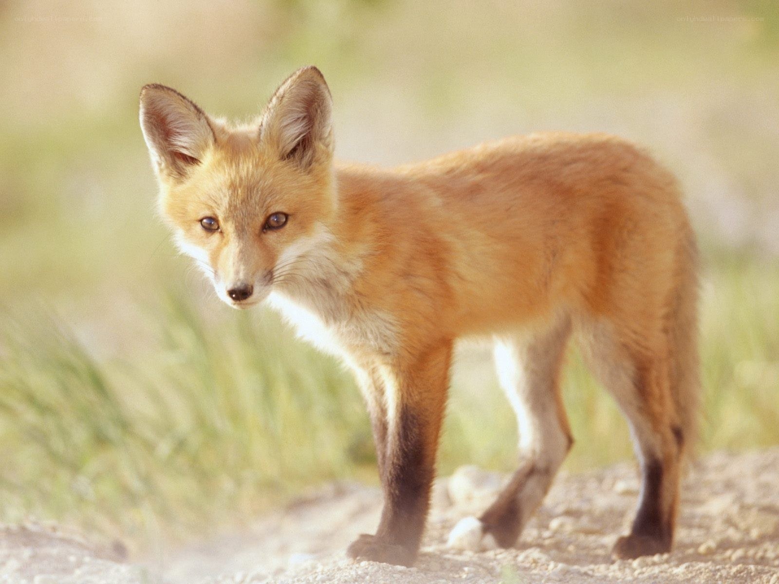 Young red fox in the wild