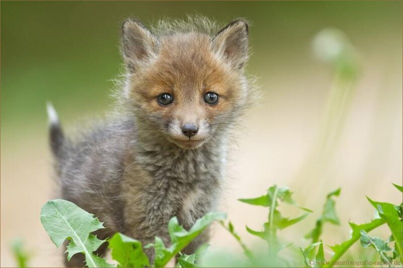 Young Red Fox Kit
