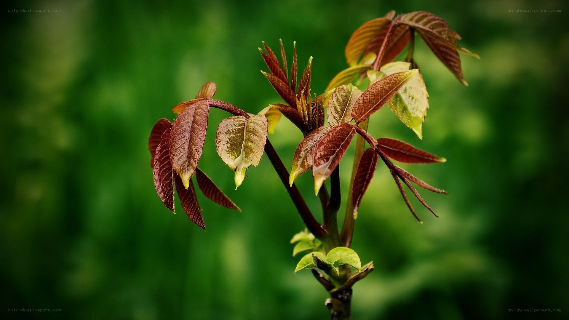 young red leaves on a branch