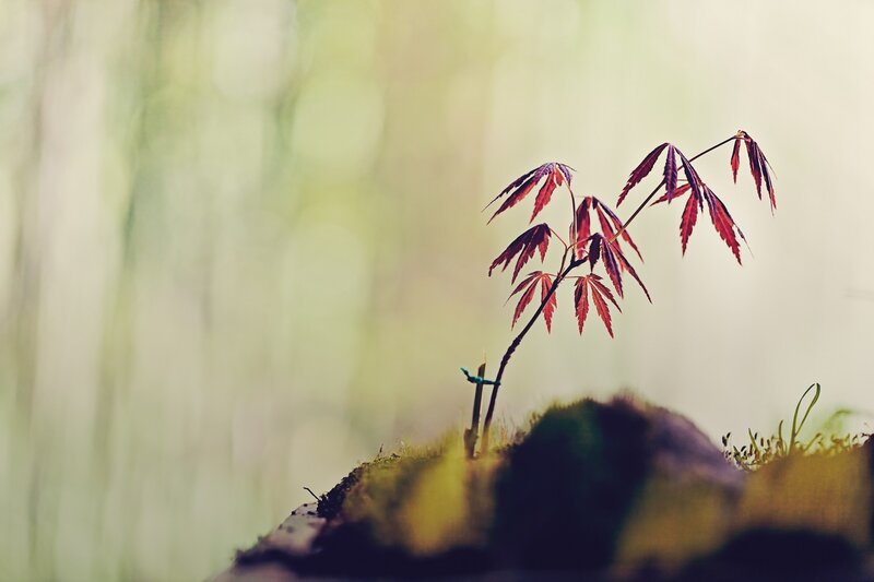Young red maple sapling