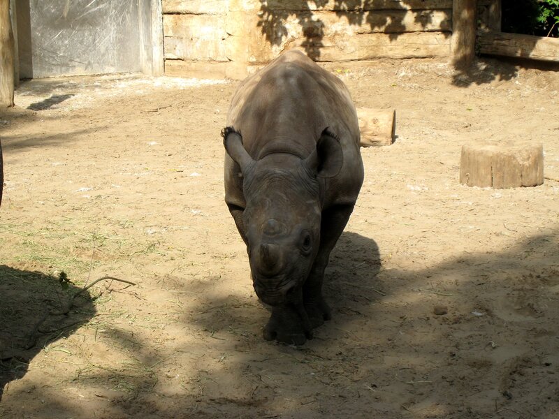 young rhino in enclosure