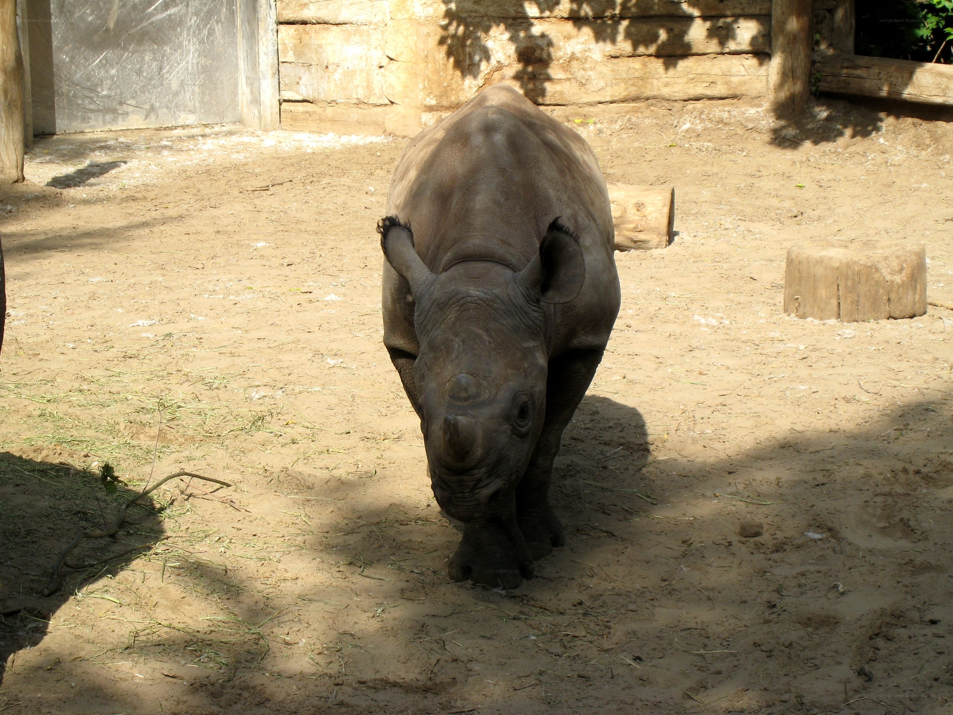 young rhino in enclosure