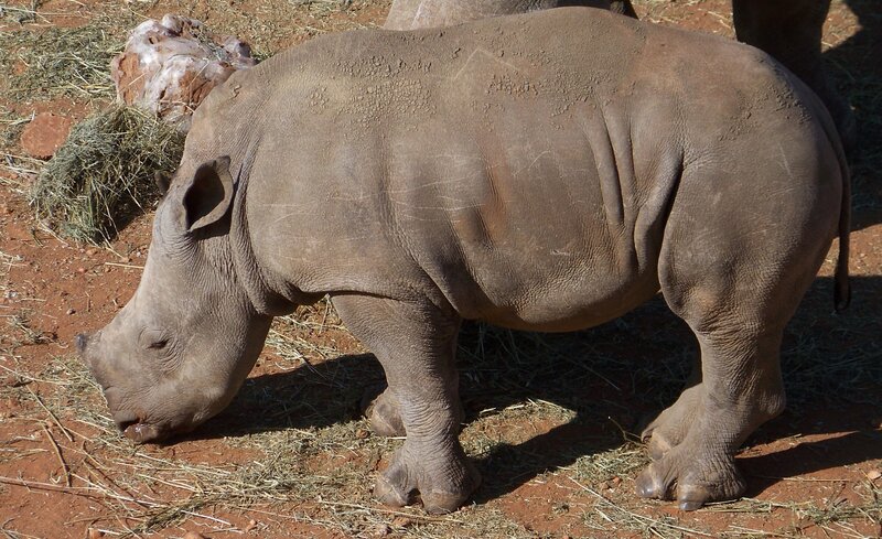 Young Rhinoceros Eating